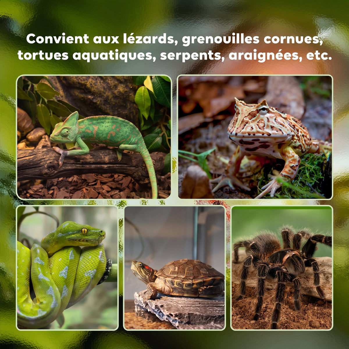 Boîte à reptiles boîte d'élevage de reptiles habitat de terrarium couvercle coulissant treillis métallique thermomètre-6